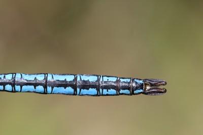 Anax imperator
